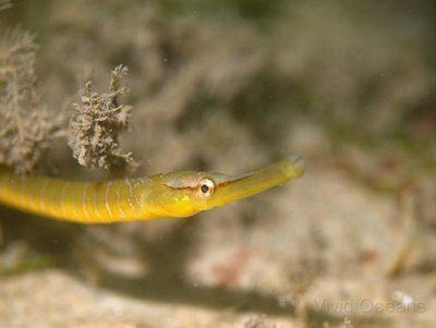 Snake pipefish Snake pipefish invasion Norfolk Wildlife Trust