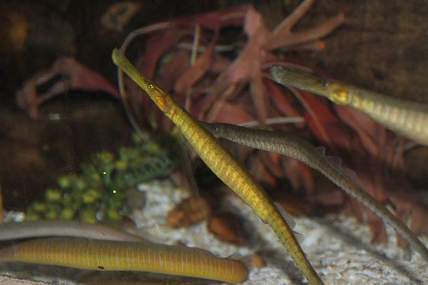 Snake pipefish SeaQuarium Rhyl Latest News