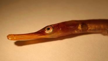 Snake pipefish Institute of Marine Research Snake Pipefish