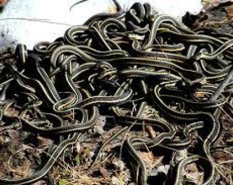 Snake pit Snake Pits Town of Fort Smith