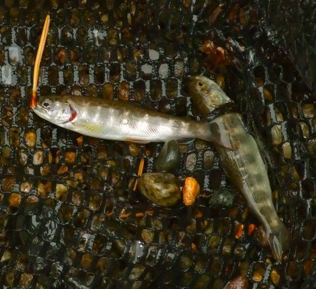 Snake River (Colorado) Brook trout make comeback in Snake River Summit County Citizens Voice