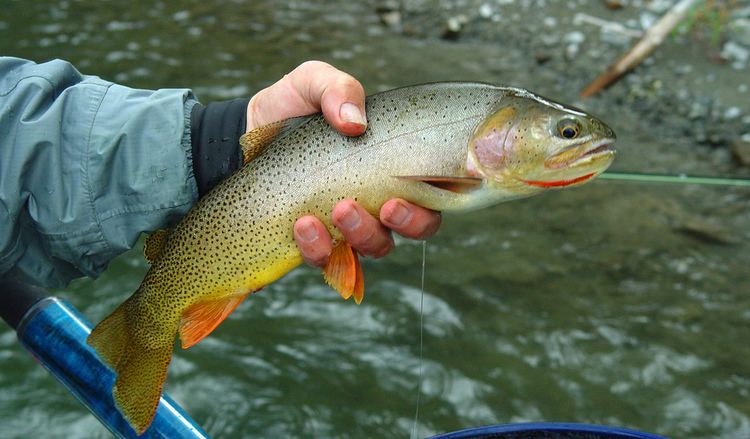 Snake River fine-spotted cutthroat trout Snake River Fine Spotted Cutthroat 2003 A beautiful trout Flickr