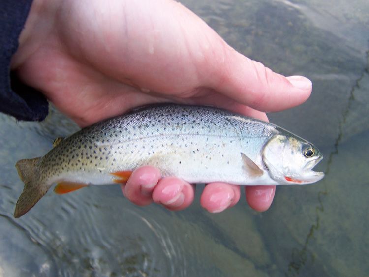 Snake River fine-spotted cutthroat trout Native Trout Fly Fishing Snake River Finespotted Cutthroat Trout