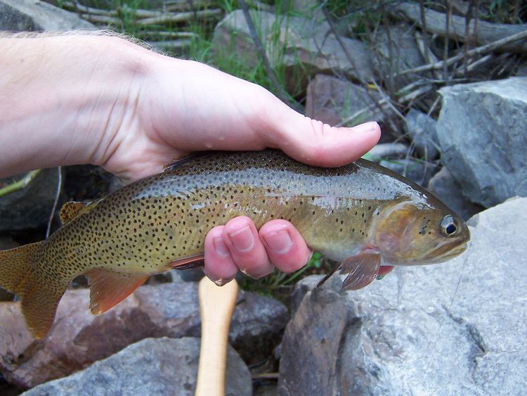 Snake River fine-spotted cutthroat trout wwwnativetroutflyfishingcomimgfinespottedcutth