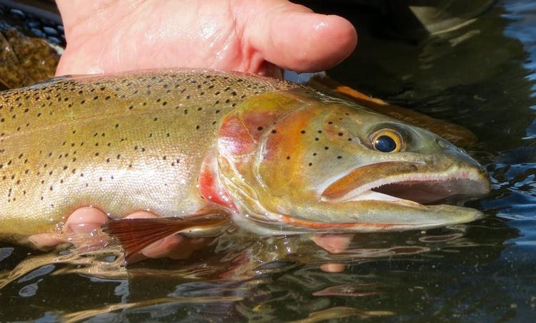 Snake River fine-spotted cutthroat trout This River is Wild Three Percent