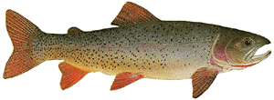 Snake River fine-spotted cutthroat trout Cutthroat Country