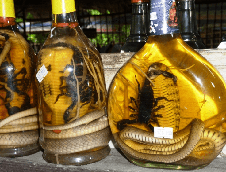 Snake wine Snake Wine Unofficial Account George amp Paul39s 2013 Vietnam