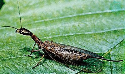 Snakefly snakefly insect Britannicacom