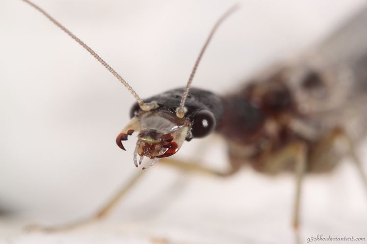 Snakefly Snakefly Raphidioptera by Eric Strawn on Prezi