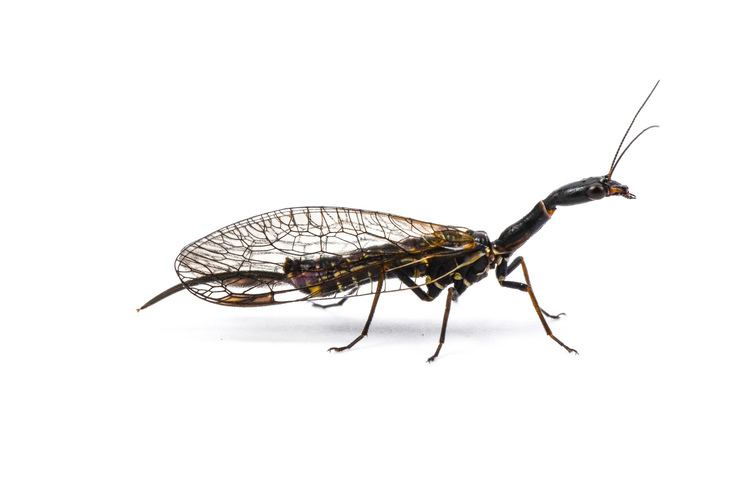 Snakefly Real Monstrosities Snakefly