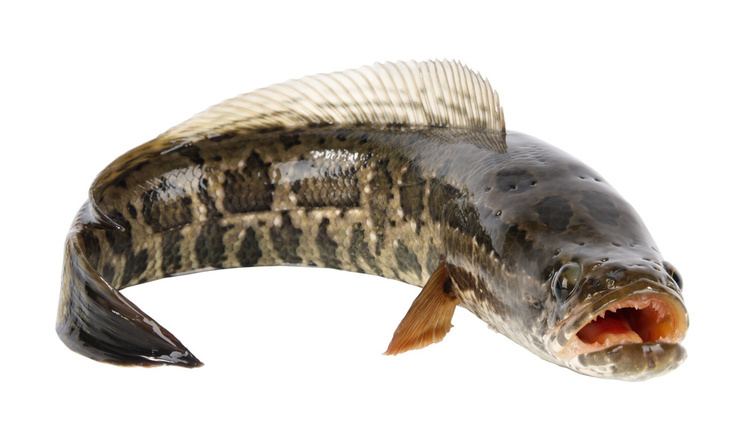 Snakehead (fish) Snakehead Invasively Beautiful Fish Laboratory