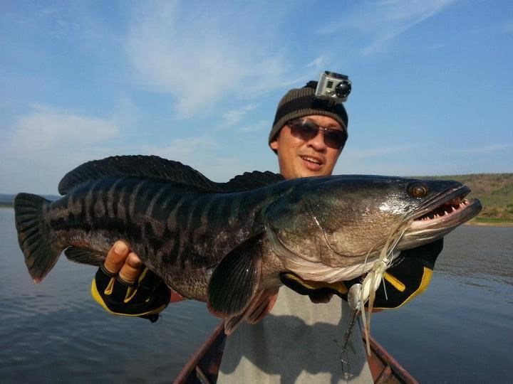 Snakehead (fish) Big Fishes of the World SNAKEHEAD GIANT Channa spp Micropeltes