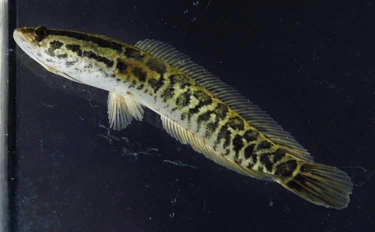 Snakehead (fish) Spread of snakehead fish in Potomac River concerns area officials