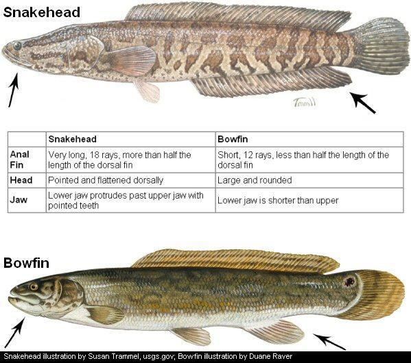 Snakehead (fish) wwwwvdnrgovFishingfishinggraphicssnakeheadbow