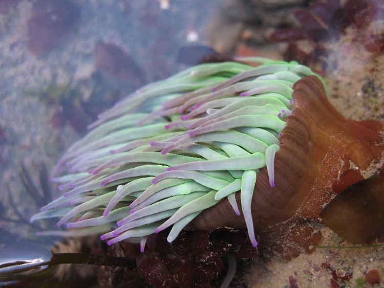 Snakelocks anemone MarLIN The Marine Life Information Network Snakelocks anemone