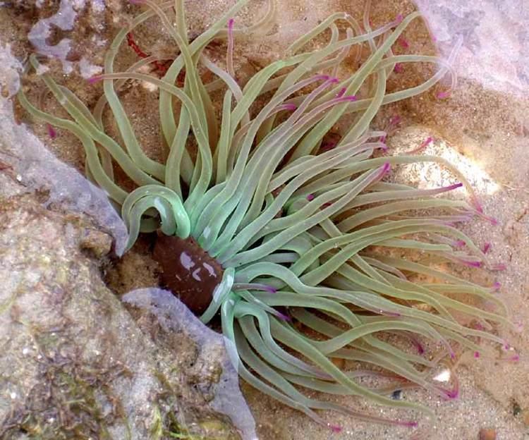 Snakelocks anemone Anemonia viridis Snakelocks Anemone British Marine Life Study Society