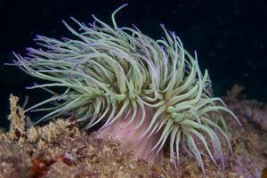 Snakelocks anemone Anemones of the Channel Islands by Sue Daly