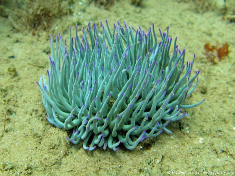 Snakelocks anemone Freedive Gallery underwater images from the UK