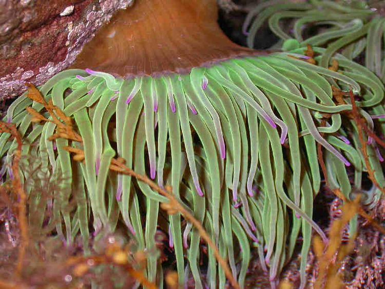 Snakelocks anemone MarLIN The Marine Life Information Network Snakelocks anemone