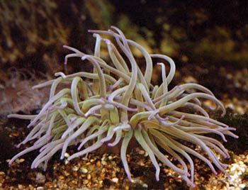 Snakelocks anemone SNAKELOCKS ANEMONE