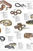 Snakes of Australia d3lp4xedbqa8a5cloudfrontnets3digitalcougaras