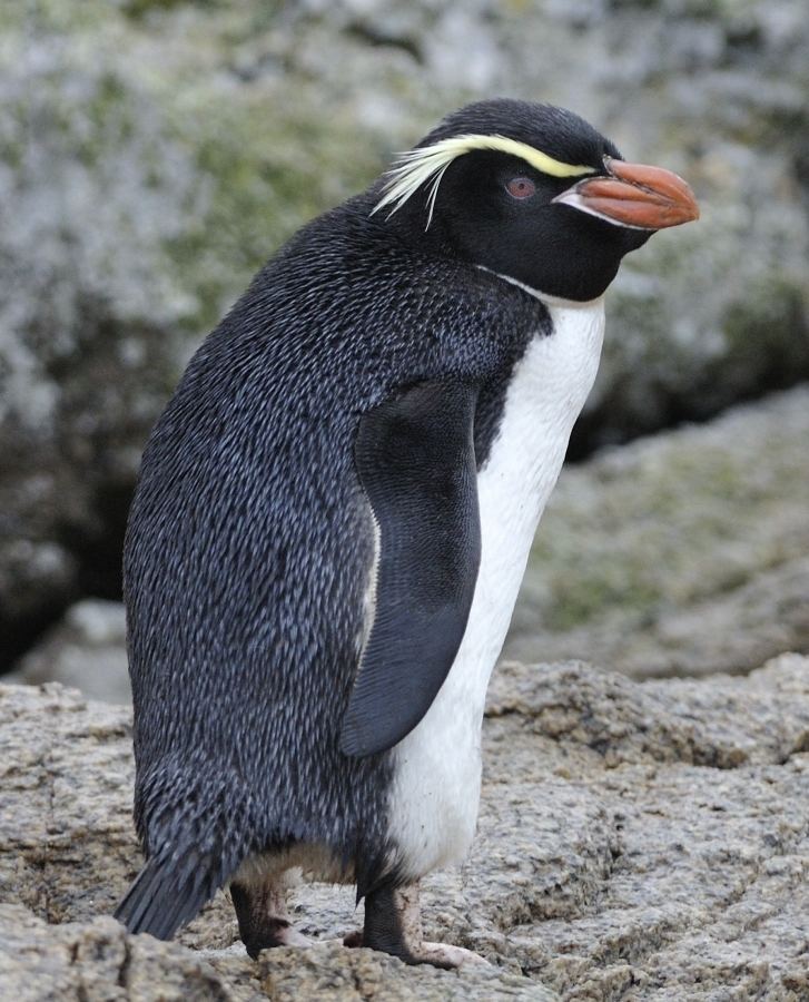 Snares penguin 1000 images about Snares kuifpingun on Pinterest Penguins
