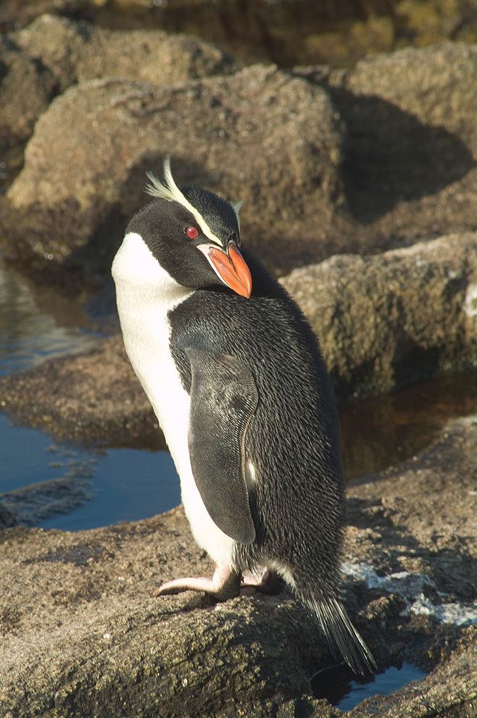 Snares penguin httpsuploadwikimediaorgwikipediacommons88
