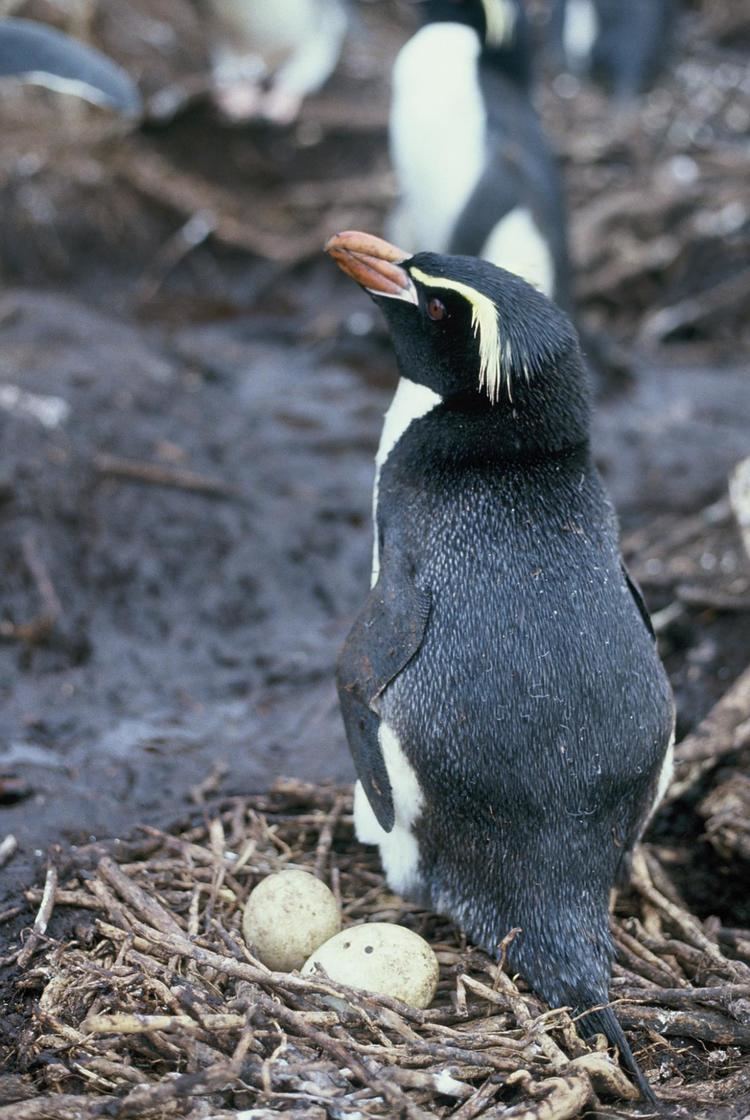 Snares penguin Snares crested penguin New Zealand Birds Online