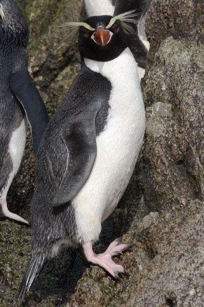 Snares penguin Snares Penguins