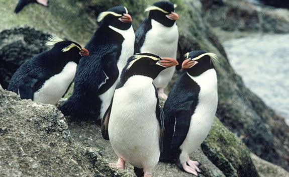 Snares penguin Animal Facts SNARES PENGUIN
