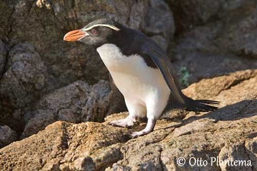 Snares penguin Snares Penguin