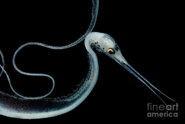 Snipe eel Slender Snipe Eel Photograph by Dante Fenolio