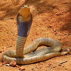 Snouted cobra Naja annulifera Snouted cobra Egyptian cobra Banded cobra