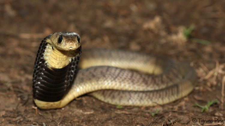 Snouted cobra Snouted Cobra Naja annulifera iNaturalistorg