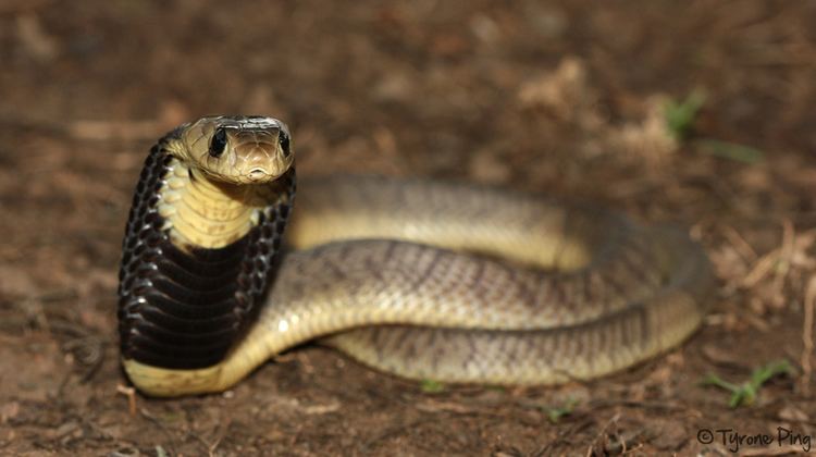 Snouted cobra - Alchetron, The Free Social Encyclopedia