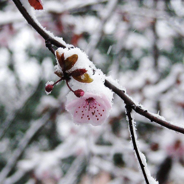Snow Blossom Snow blossom by kitsu9x on DeviantArt