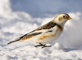 Snow bunting Snow Bunting Identification All About Birds Cornell Lab of