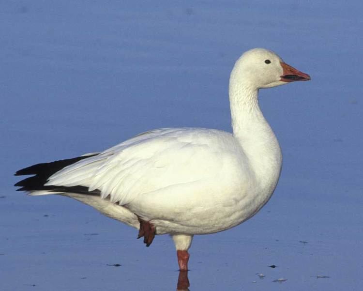 Snow goose Snow Goose Audubon Field Guide