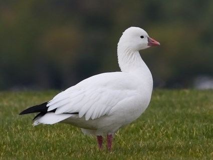 Snow goose httpswwwallaboutbirdsorgguidePHOTOLARGE41