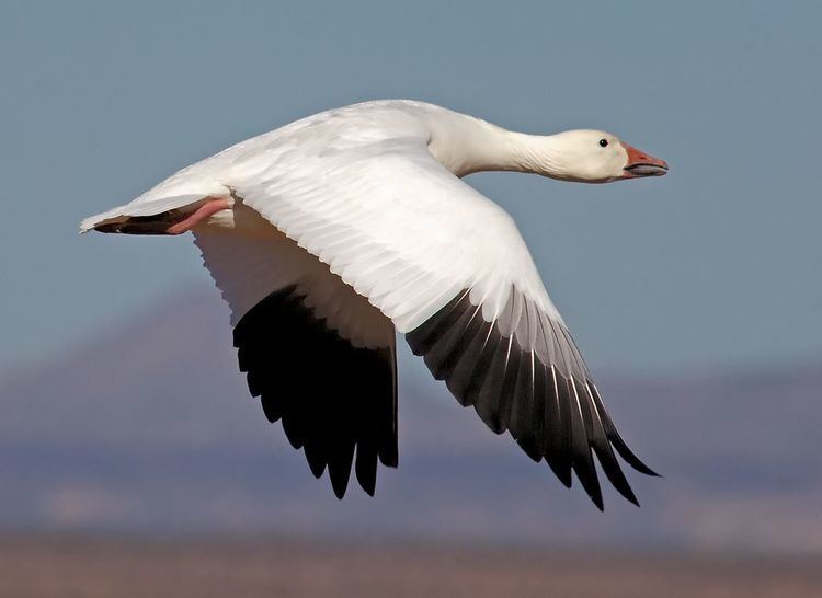 Snow goose 1000 ideas about Snow Goose on Pinterest Cute birds Pretty birds