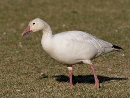 Snow goose Snow Goose Identification All About Birds Cornell Lab of Ornithology