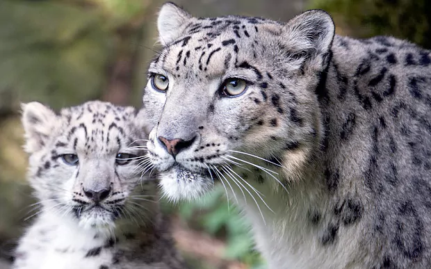 Snow leopard Video Skiers have surprise encounter with endangered 39snow leopard