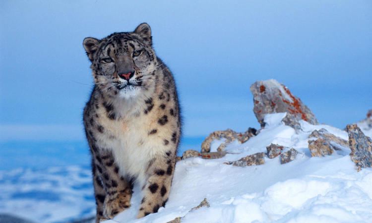 Snow leopard Snow Leopard Species WWF