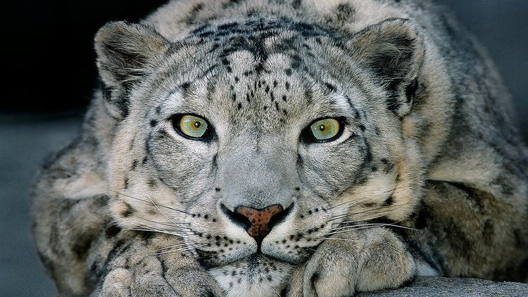 Snow leopard Snow Leopard San Diego Zoo Animals amp Plants