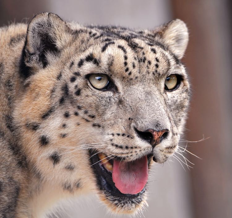 Snow leopard httpsuploadwikimediaorgwikipediacommons11