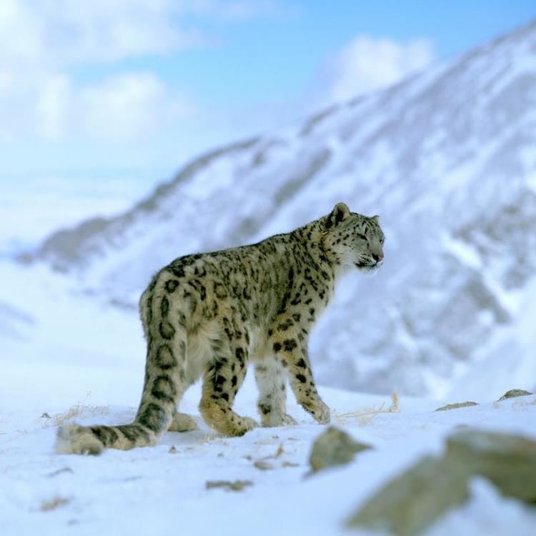 Snow leopard Snow leopards WWF