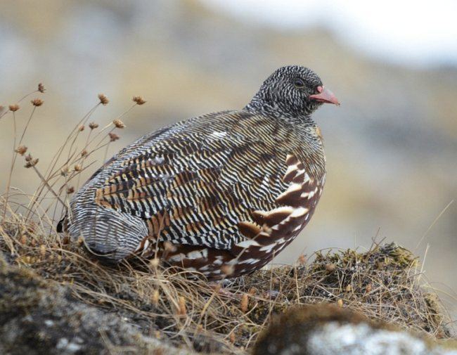 Snow partridge Oriental Bird Club Image Database Photographers