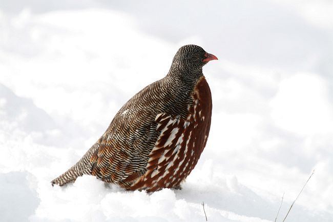 Snow partridge Snow partridge Bird Images and hd Pics Wallpapers