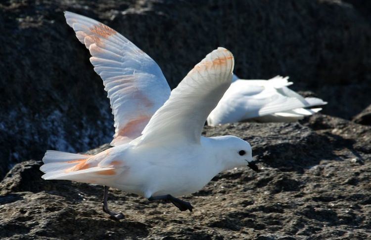 Snow petrel Snow petrel Australian Antarctic Division