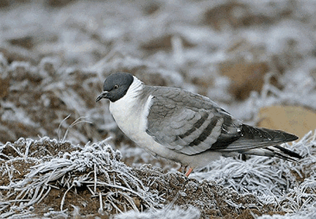 Snow pigeon wwwplanetofbirdscomMasterCOLUMBIFORMESColumbi